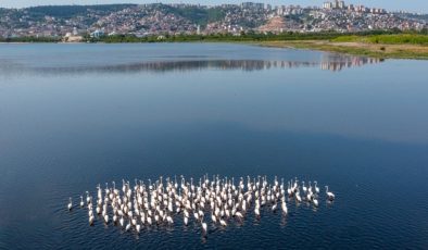 İzmit Körfezi’nde flamingo popülasyonu arttı