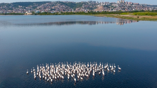 İzmit Körfezi’nde flamingo popülasyonu arttı